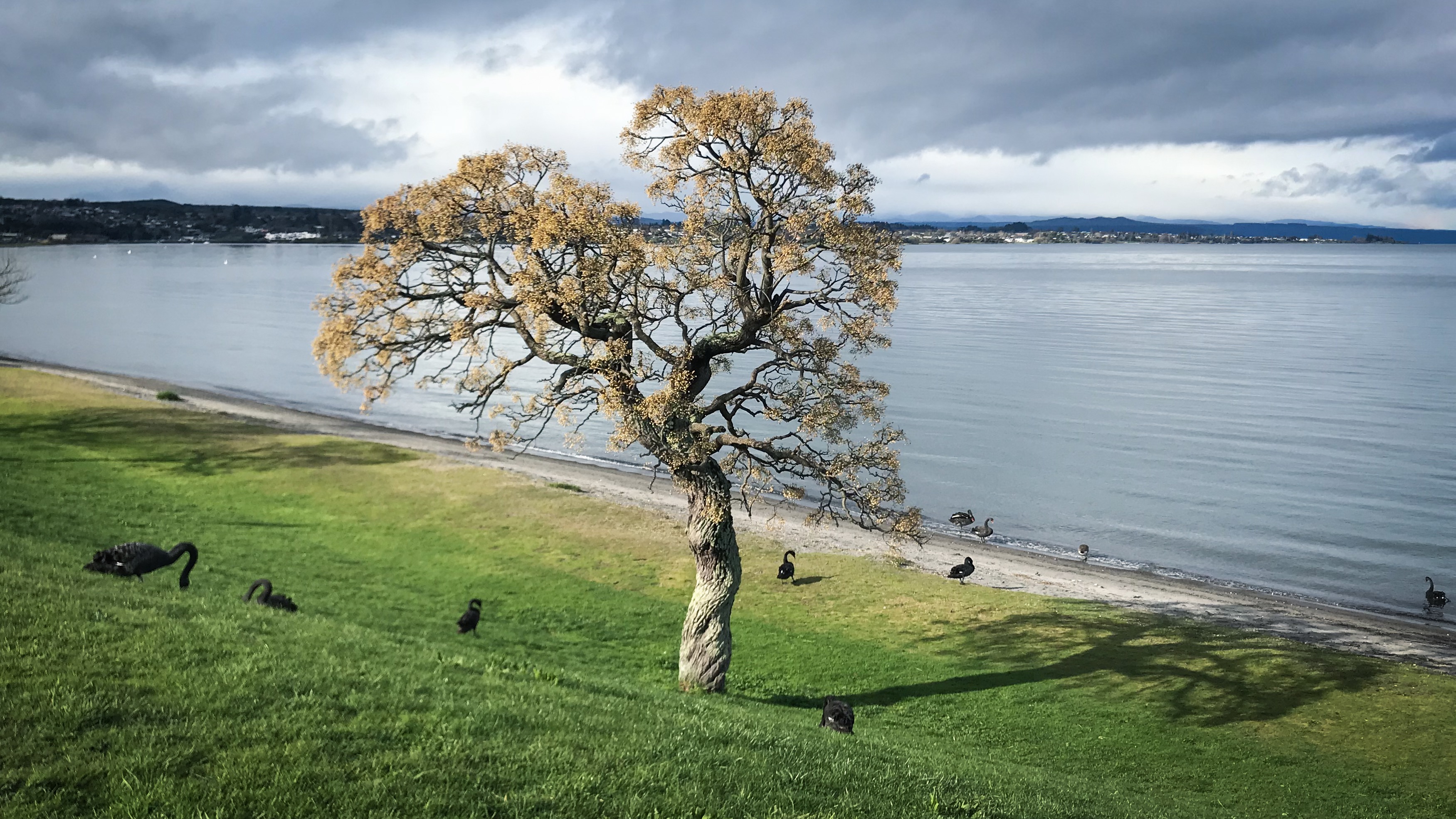 Black swans are everywhere at the moment: And here’s why code trumps bricks and mortar in the future of education