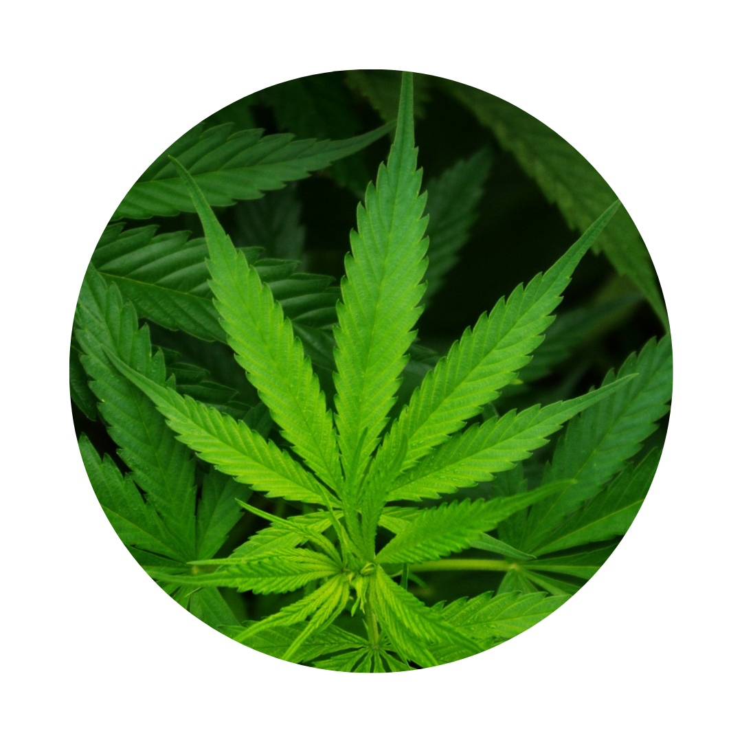 10 Disruptive Ideas on How to Dominate Medical Cannabis Education